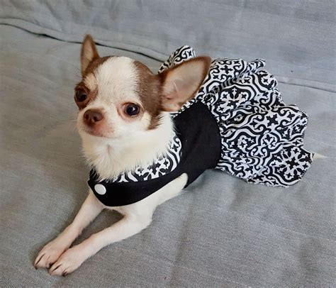 chihuahua clothing|cute clothes for chihuahuas.